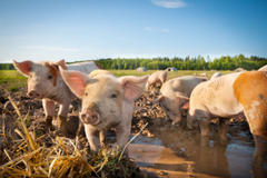 Smithfield Buyout: Do You Want China Owning Your Meat Supply?